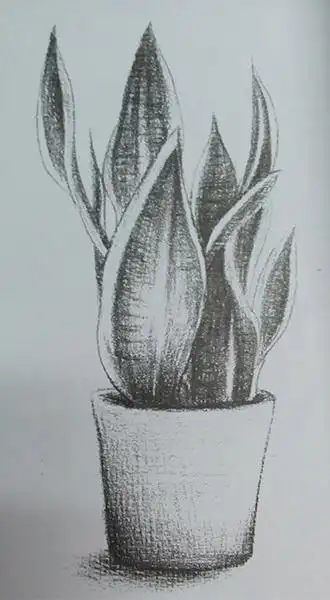 素描虎皮兰小盆栽钢笔白描-盆花画完花瓣叶的草图 画画院植物绘画的第