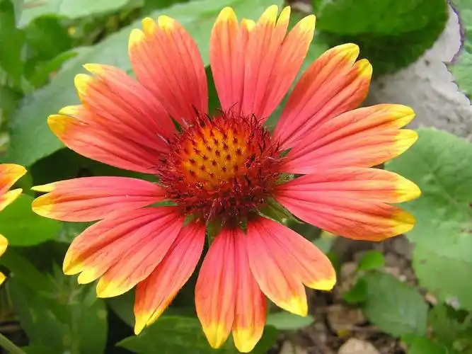 p>天人菊(学名: i>gaillardia pulchella /i> foug.