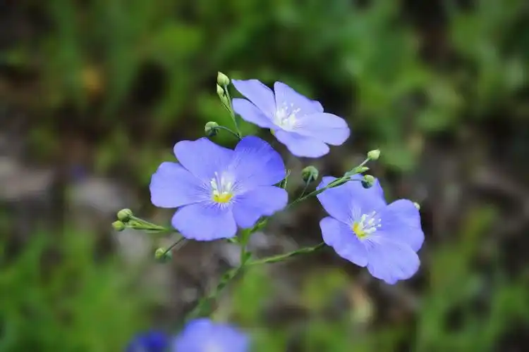 蓝花亚麻