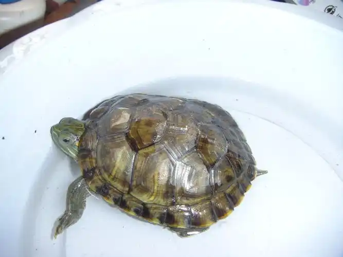 这种宠物龟叫什么品种龟?