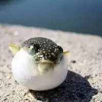 河豚头像卡通_微信头像图片大全