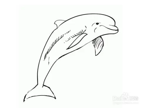 如何画海豚?