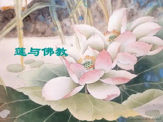 莲与佛教ppt