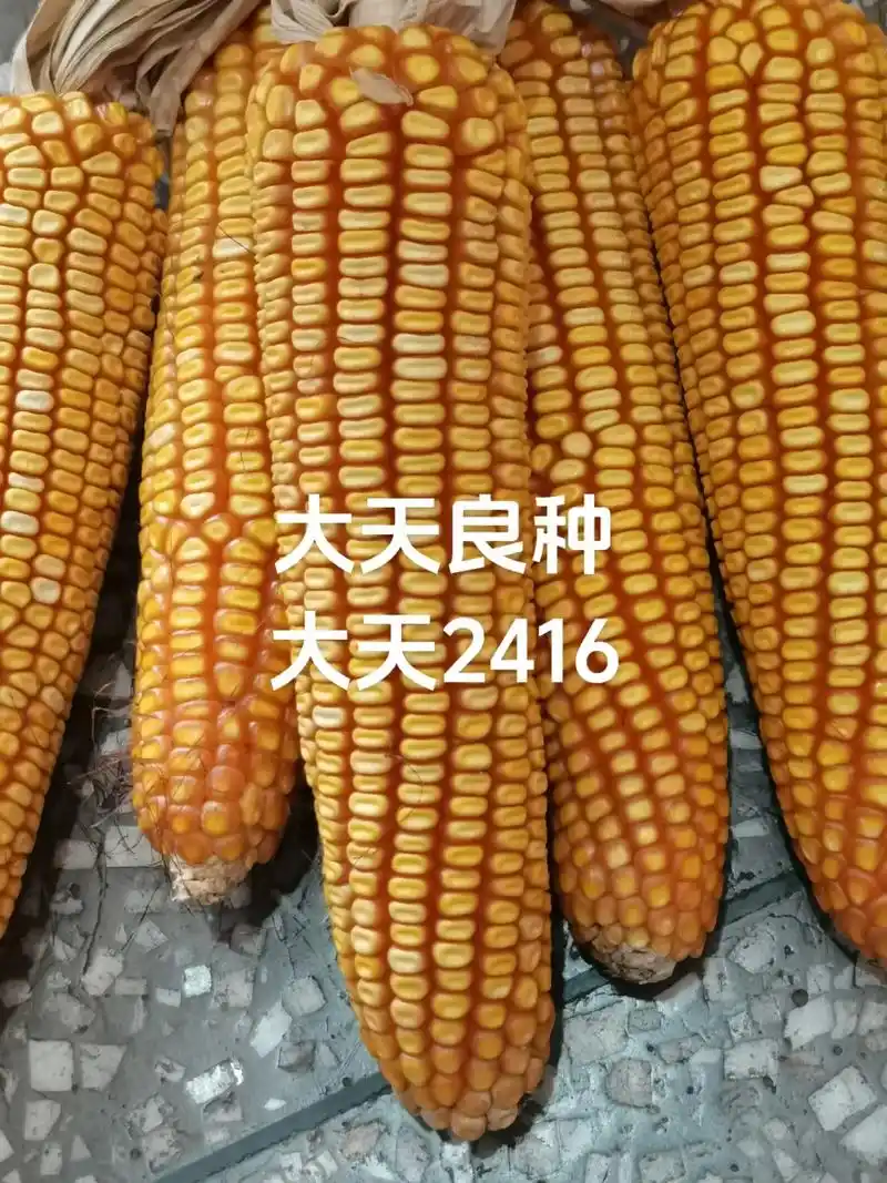 大天良种一一大天2416#抖音助农 #高产玉米种子 #西南玉 - 抖音