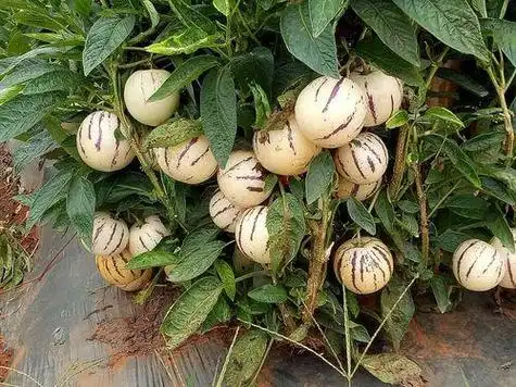 人参果是什么植物上结的果实