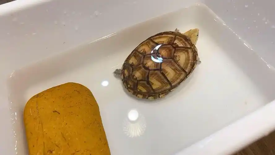 大芒果头 长大了 白唇蛋龟10cm