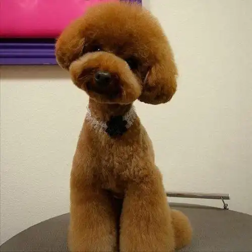 你知道吗?其实贵宾犬也是有很多毛色的哦.