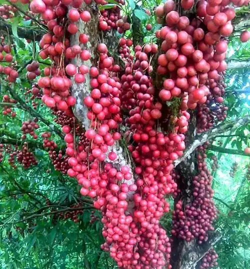 村里有地别慌着了!建议试试种"懒人果树",吃着放心营养