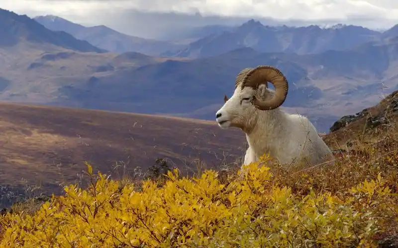温驯可爱的山羊桌面壁纸下载 第三辑