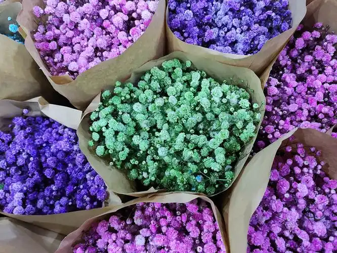 【满天星吸色】花店 云南昆明斗南鲜切花基地直发批发彩色满天星