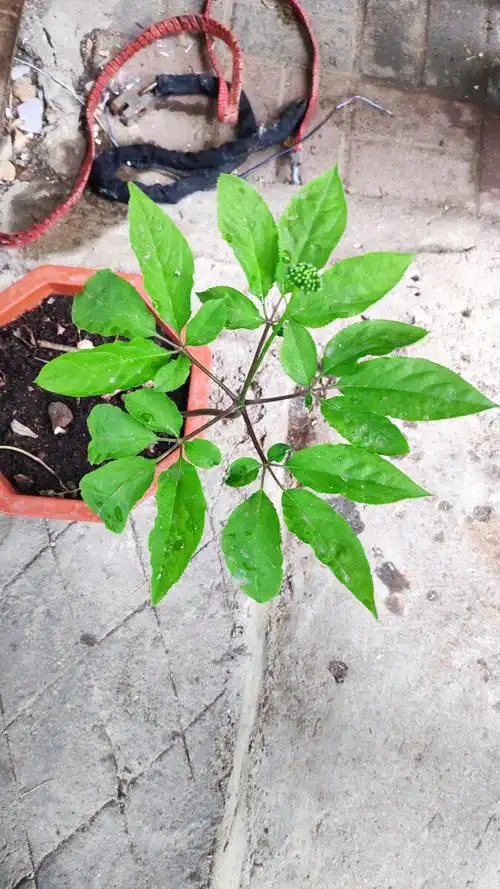 人参,五个枝五片叶 延吉