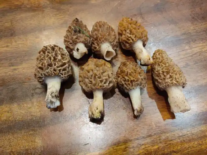 找到了他们的老巢,就是老了#羊肚菌 #爱吃蘑菇和野菜