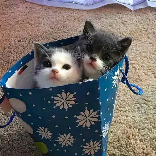 ins上的可爱猫咪