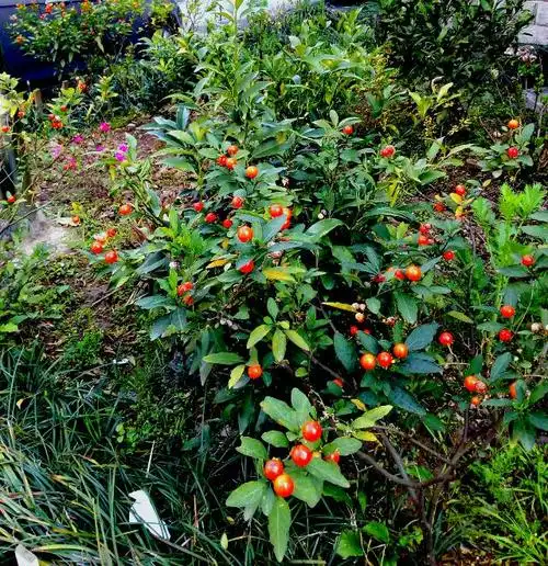 小区的春天(2019年3月一5月)