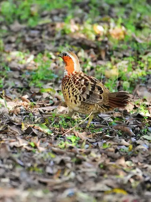 灌木丛中的灰胸竹鸡