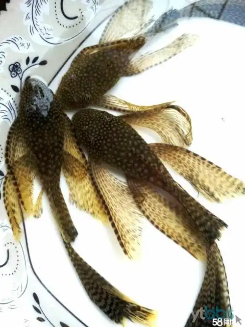 优质迷彩l蓝眼大帆i象耳,蓝白,血红