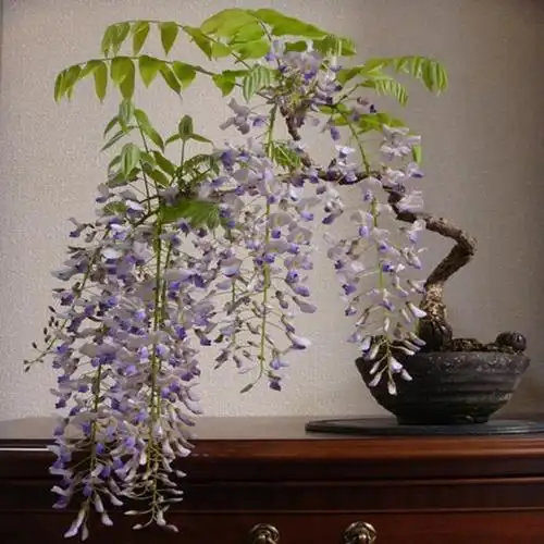 紫藤花紫藤老桩原生熟桩树桩庭院爬藤多花北方花卉