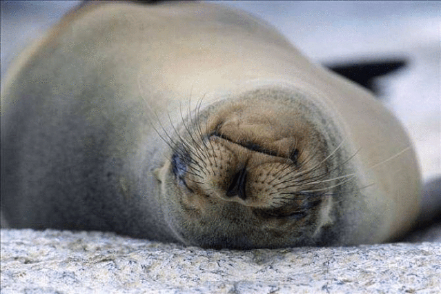 继火烈鸟后海狮也宣布要来宝鸡银泰城