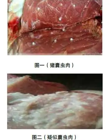 浅析疑似猪囊尾蚴"米猪肉"形成原因,检疫及防治