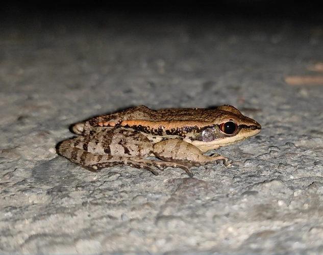 江西九连山国家级自然保护区阔褶水蛙