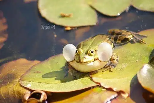青蛙绿声囊呱呱蟾蜍(frog-green-vocal-sac-croak-toad)
