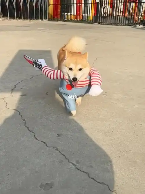 惊现一持刀黄狗#柴犬  #柴犬日常  #豆柴  #柴柴  #萌宠 #我的狗  #狗