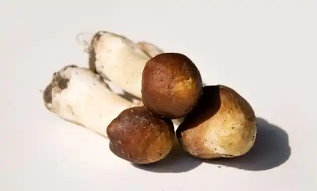 p>松茸蘑菇,学名松口蘑,又名大花菌, a target="_blank" href="/item