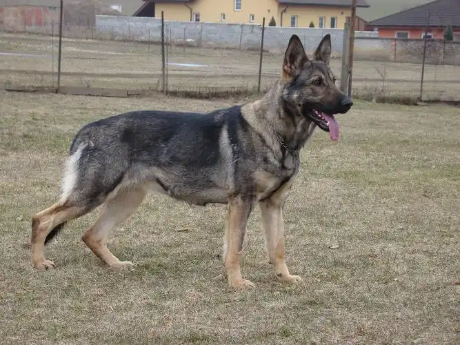 deny erinor-种犬信息-东德牧羊犬,东德牧羊犬种公,东德牧羊犬种母