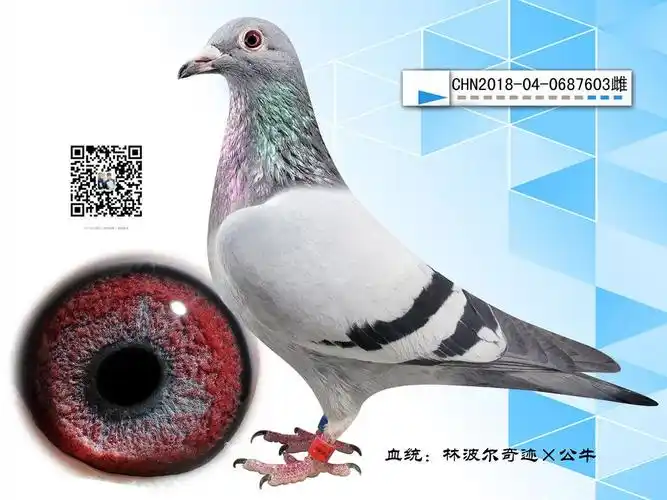 帝王鸽舍-林波尔奇迹x林波尔公牛