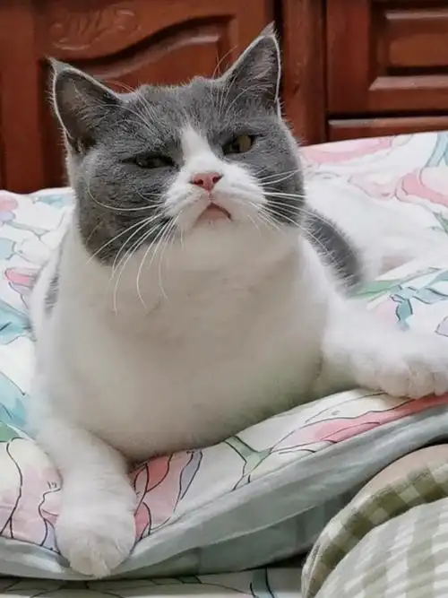 英短蓝白  #我就是想晒猫  #猫咪增肥发腮