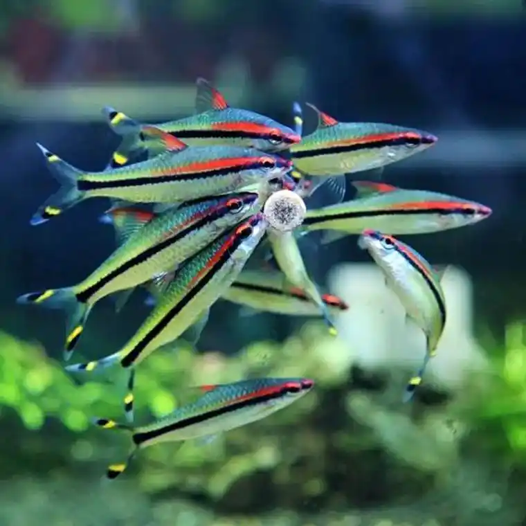 看到这些七彩神仙鱼,我真的被惊艳到了!