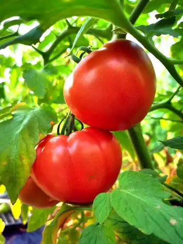 采摘西红柿的乐趣