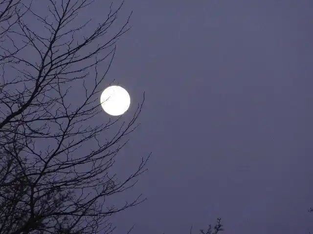 【新诗大观】飞上树梢的月亮||文/最美的时光