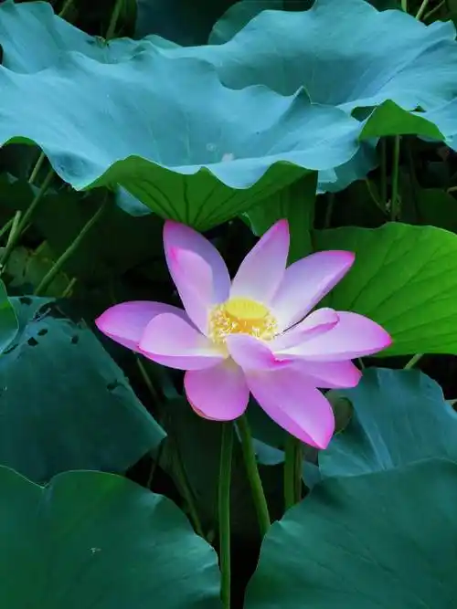 最漂亮的荷花大全(最漂亮荷花大全荷叶)