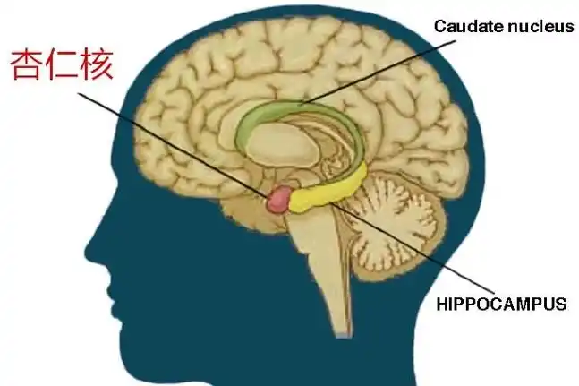 杏仁核(人体脑部组织)