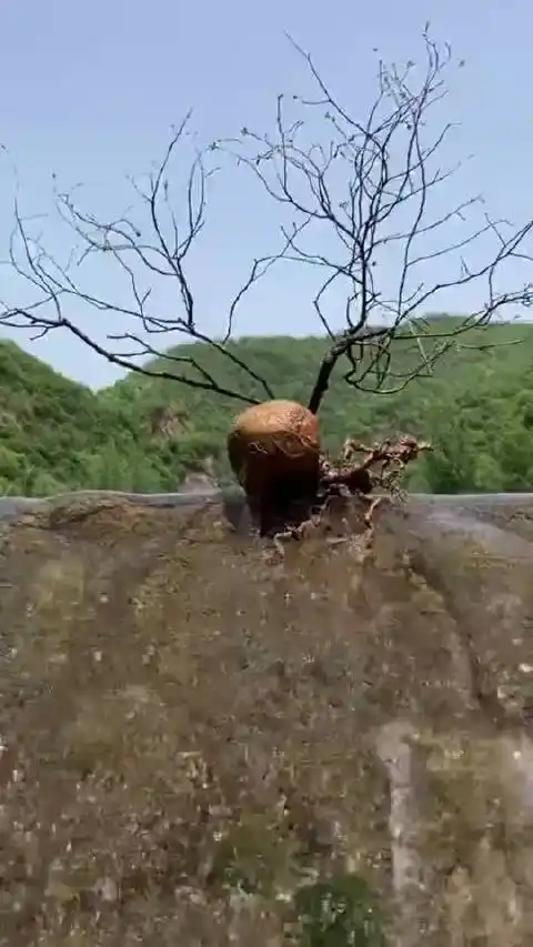 50年的黄金朴保存这么完好山区的人挺淳朴353