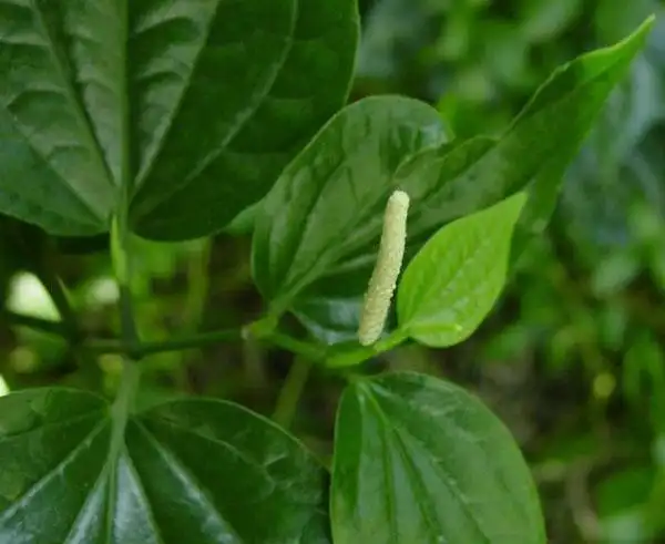 4,治肾炎水肿:假蒟10-15克,水煎服.