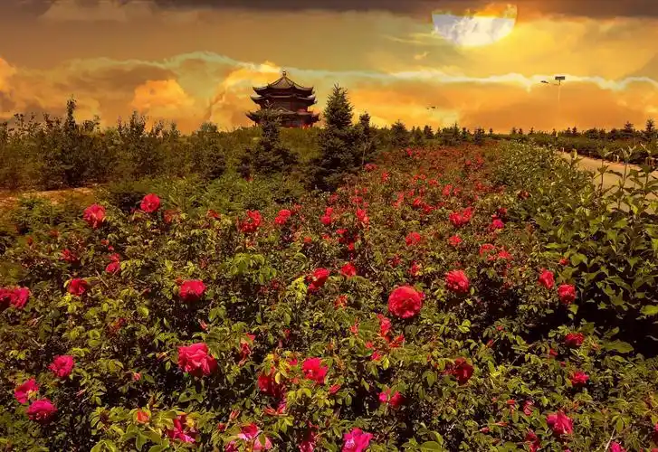 "我在曙光拍花海之四季玫瑰"摄影作品微展(二)