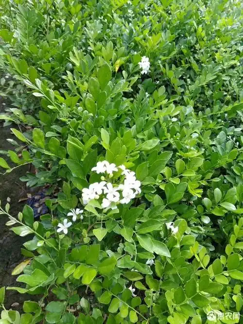 [小叶九里香批发] 九里香树苗九里香盆栽苗驱蚊树苗价格10元/棵