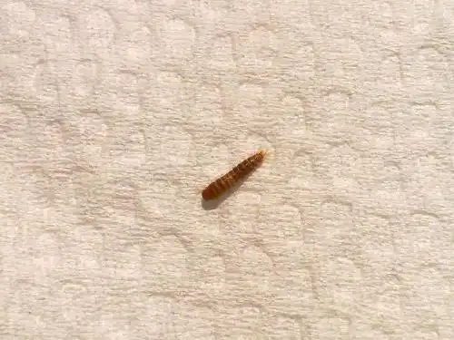 14 2010-08-15 如何杀家具虫 2 2006-12-10 家具生虫子怎么办 12 2008