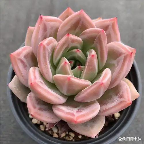 多肉香槟如何养出好状态