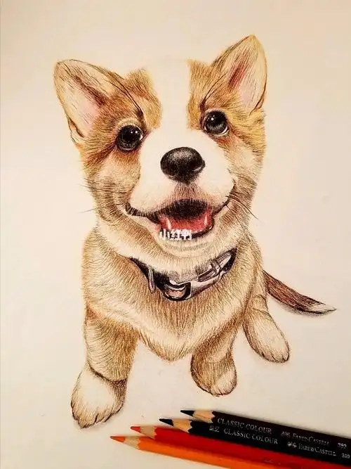 超萌小柯基分享一个之前画的小狗狗彩铅手绘小动物柯基附过程图