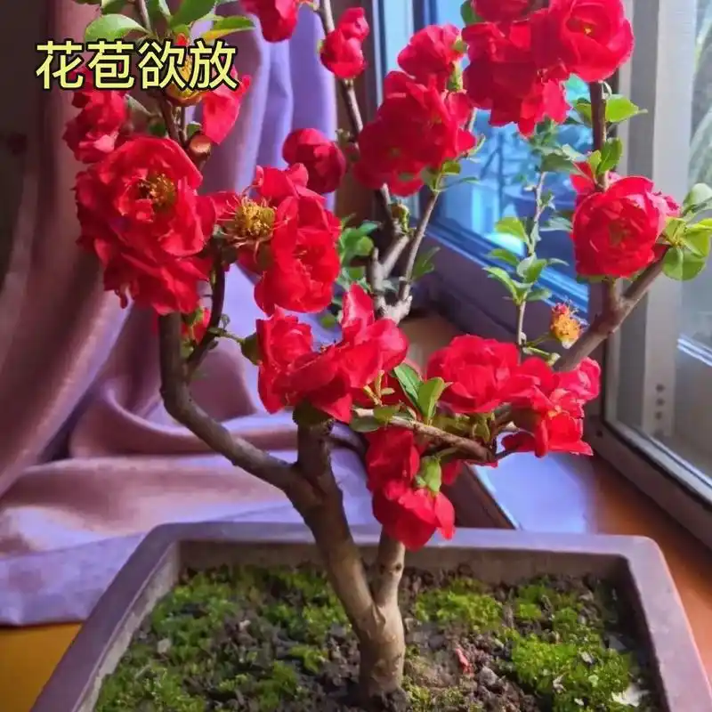 长寿冠海棠花盆栽植物带花苞 - 抖音