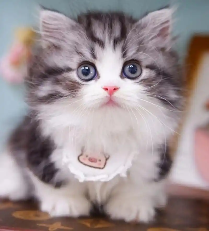 猫的特点有哪些?