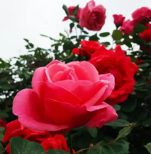 郑州市花月季花