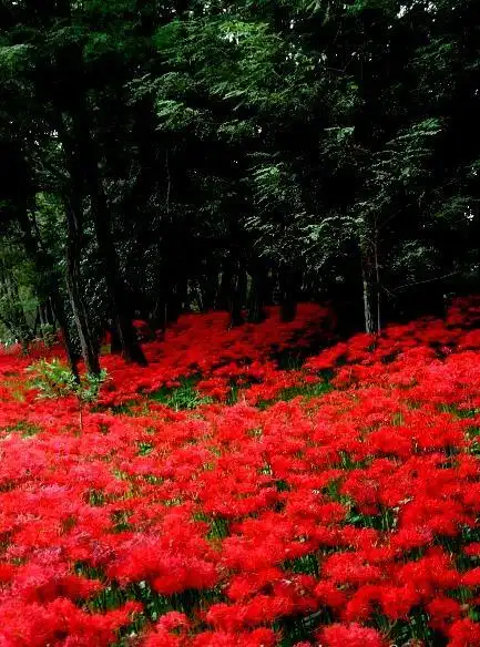 日本哪个地方彼岸花开的最茂盛?