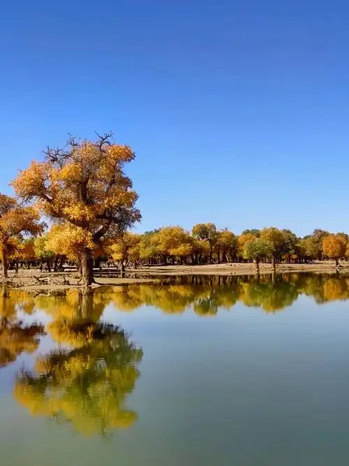 黑城弱水胡杨倒影美不胜收9393#大漠胡杨林美景 #额济纳风 - 抖音