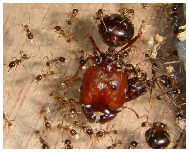 假如蚁后死了剩下的蚂蚁该怎么办看完涨知识