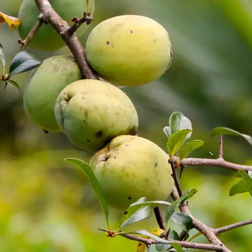 木瓜云南新鲜泡酒红花酸脆大理临沧现摘水果其它