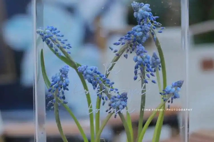 相框花艺葡萄风信子昆明花艺